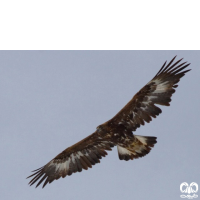 گونه عقاب طلایی Golden Eagle